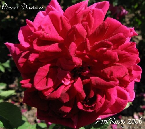 'Avocat Duvivier' rose photo