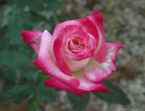 'Standing Ovation ™' rose photo