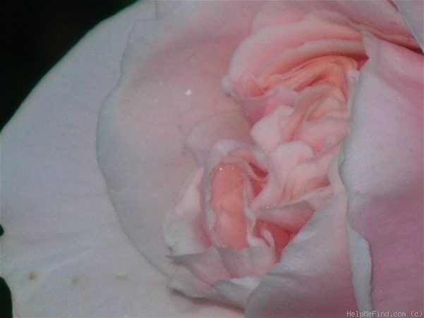 'Penny Lane (climber, Harkness, 1998)' rose photo