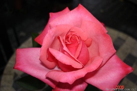 'Bosom Buddy' rose photo