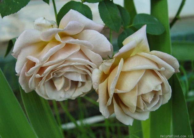 'Spiced Coffee (Hybrid Tea, McGredy, 1985)' rose photo