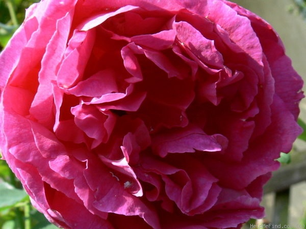 'Othello (English Rose, Austin, 1986)' rose photo