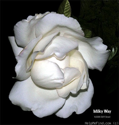 'Milky Way (hybrid tea, Ilsink, 1989)' rose photo