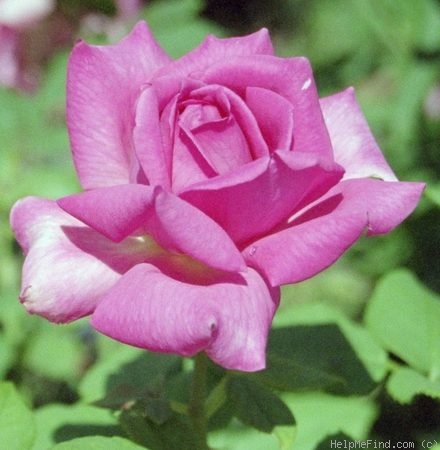 'Duftrausch ® (hybrid tea, Evers/Tantau, 1986)' rose photo