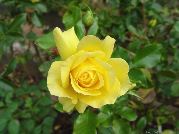 'Yellow Blaze' rose photo