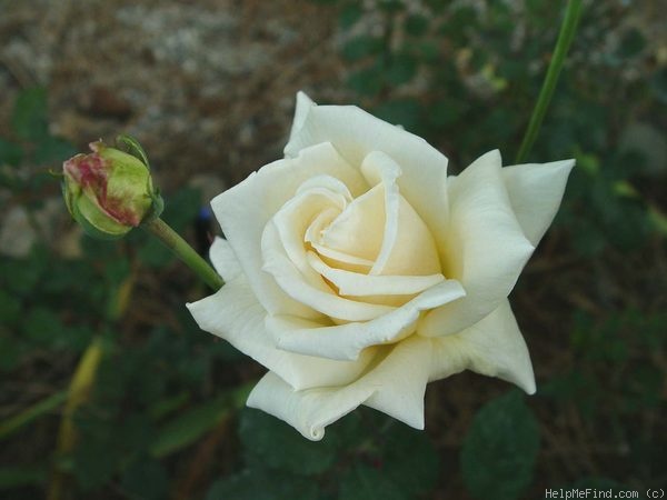 'Golden Ophelia' rose photo