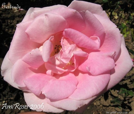 'Gertrude' rose photo