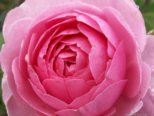 'Dr. Herbert Gray' rose photo