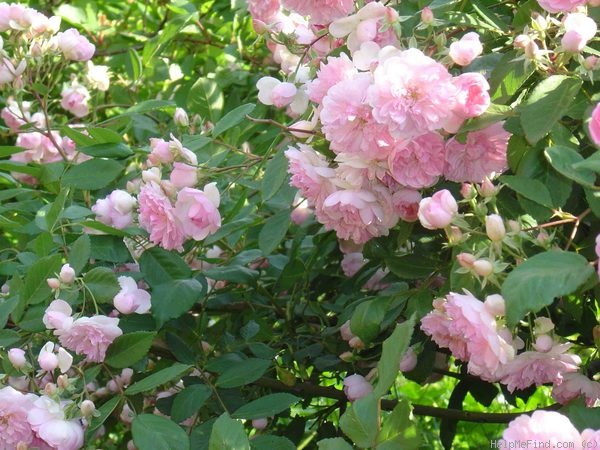 'Fleur de Sardaigne' rose photo