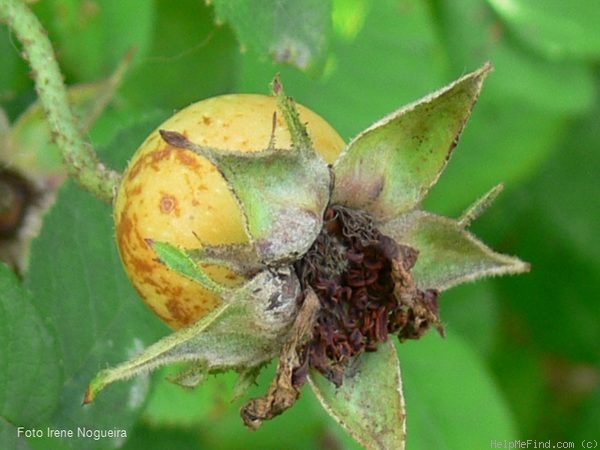 '<i>Rosa gallica</i> var. <i>officinalis</i> Ser.' rose photo