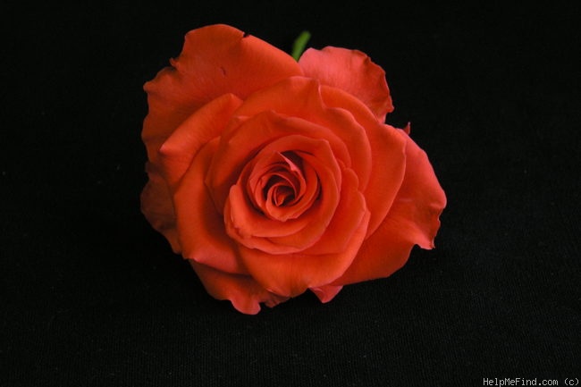 'Corvette ™' rose photo