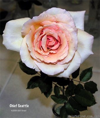 'Chief Seattle' rose photo