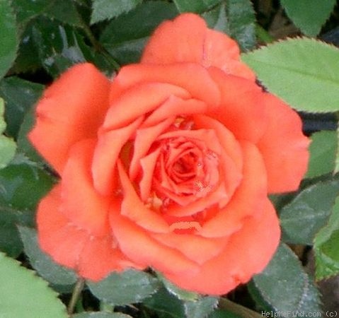'Sierra's Smile' rose photo
