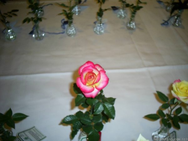 'Best of 04' rose photo