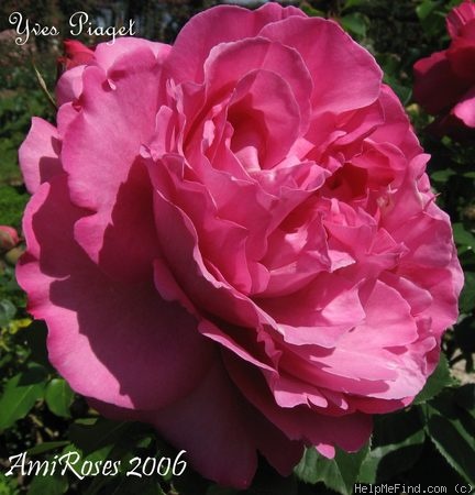 'Yves Piaget ®' rose photo