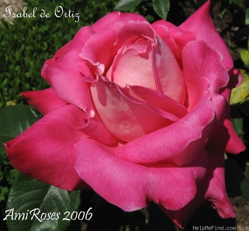 'Isabel de Ortiz' rose photo