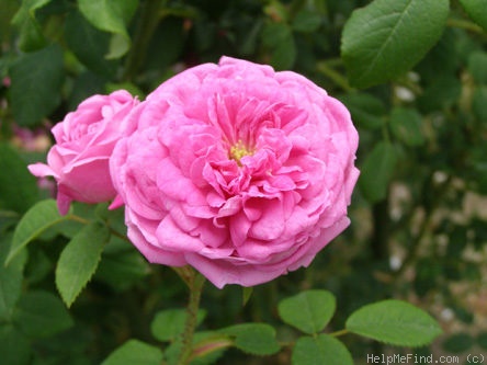 'Centifolia Minima' rose photo