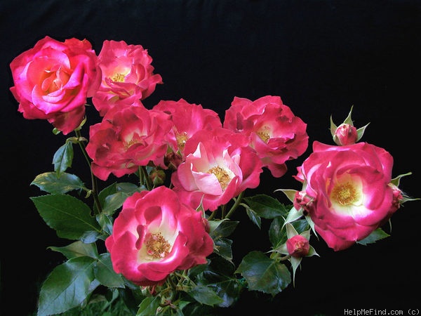 'Bella Christina ™' rose photo