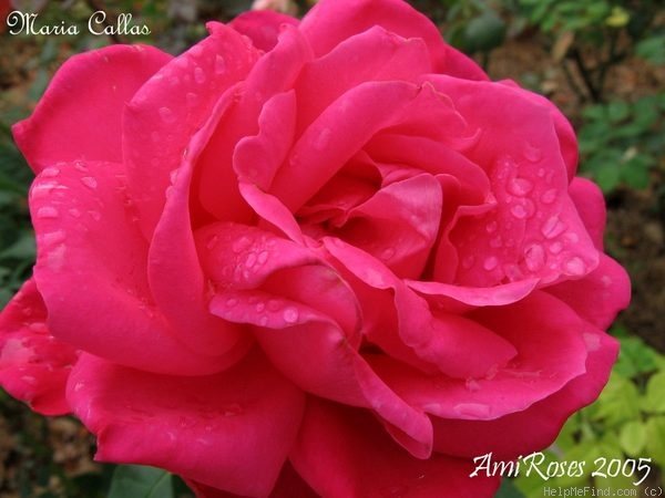 'Miss All-American Beauty' rose photo