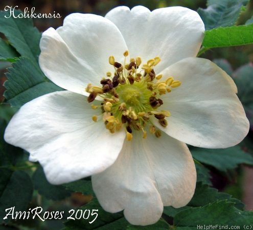 'Holikensis' rose photo