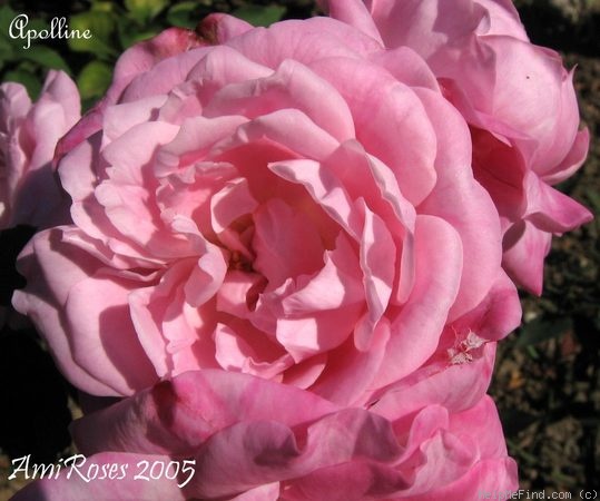 'Appoline' rose photo