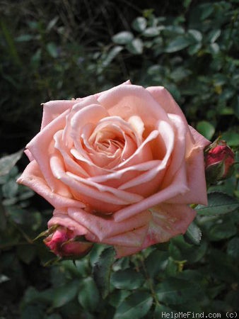 'Chic (floribunda, Boerner 1953)' rose photo