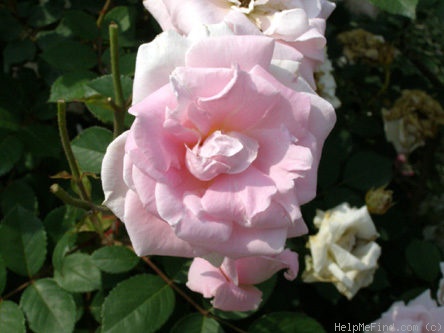 'Poulsen's Park Rose' rose photo