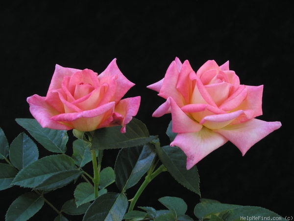 'Hazel McCallion' rose photo