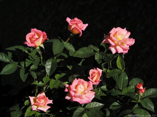 'Hazel McCallion' rose photo