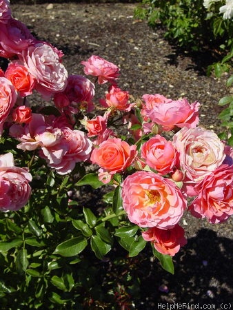 'Pink Abundance' rose photo
