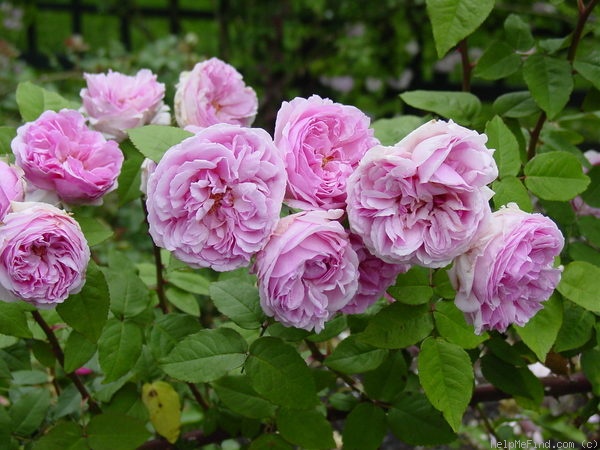 'Madame Ernest Calvat' rose photo