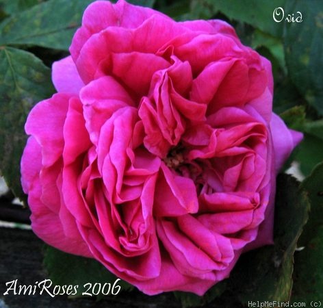 'Ovid' rose photo