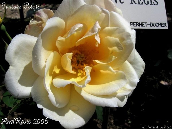 'Gustave Régis' rose photo