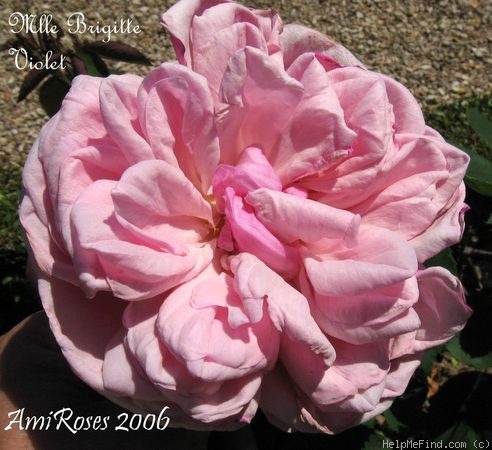 'Mademoiselle Brigitte Violet' rose photo