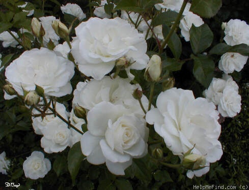 'Iceberg (floribunda, Kordes 1958)' rose photo