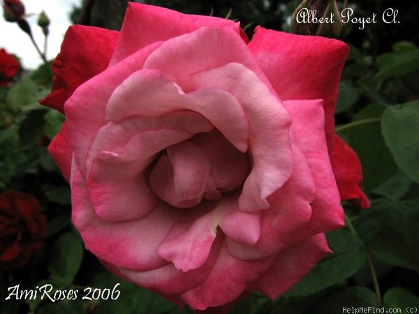 'Albert Poyet ®, Cl.' rose photo