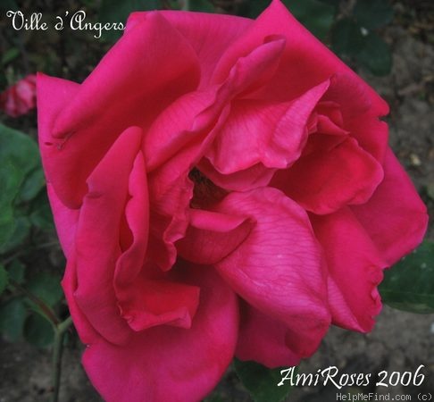 'Ville d'Angers' rose photo