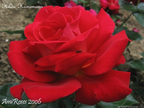 'Hilda Heinemann' rose photo