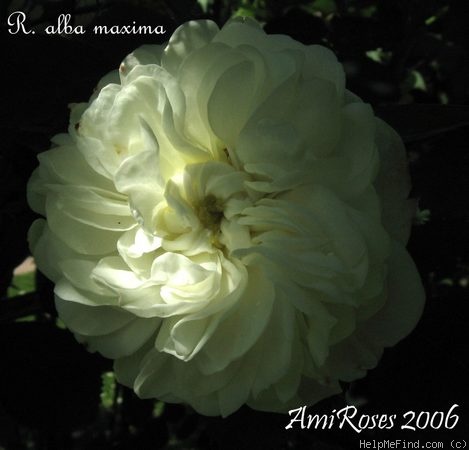 'Rosa alba maxima' rose photo