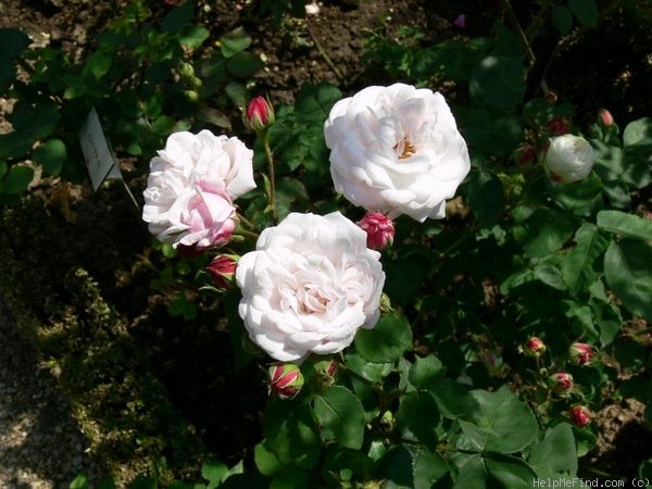 'Aline Rosey' rose photo