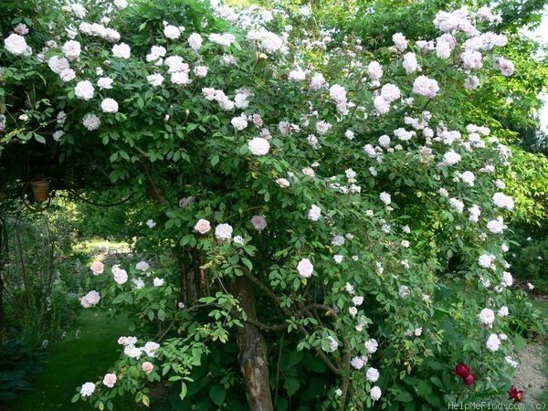 'Cécile Brunner, Cl. (cl. polyantha, Hosp, 1894)' rose photo