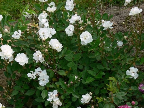 'Jeanne d'Arc (polyantha, Levavasseur, 1909)' rose photo