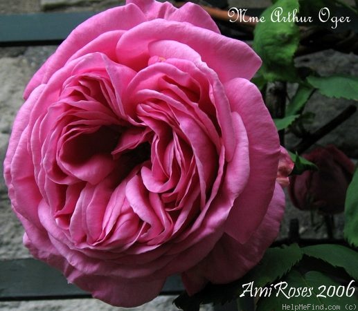 'Madame Arthur Oger' rose photo