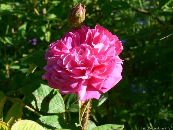 'Laneii' rose photo