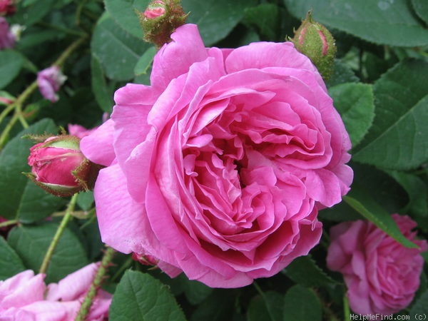 'Julie de Mersan' rose photo