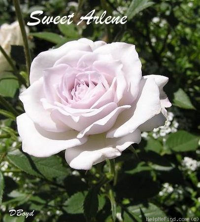 'Sweet Arlene' rose photo