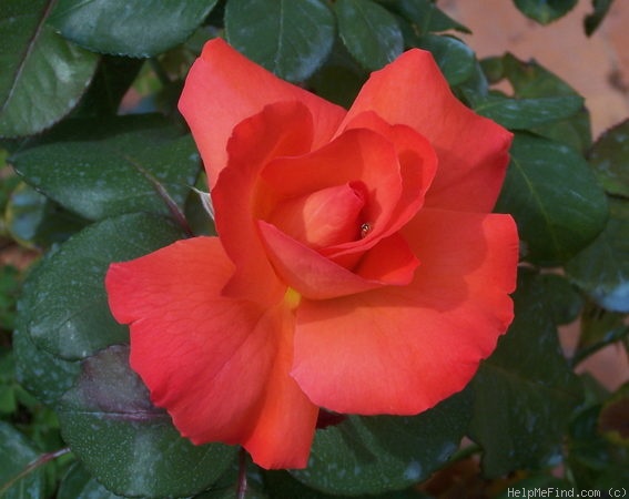 'Cristoforo Colombo ® (hybrid tea, Meilland, 1992)' rose photo