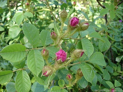 'Henri Martin' rose photo