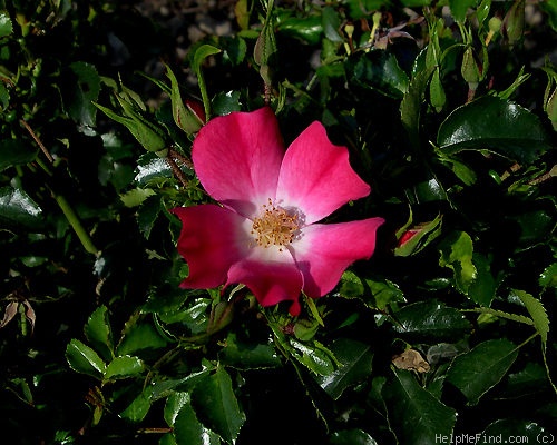 'Avalanche Rose ® (shrub, Delbard 2003)' rose photo