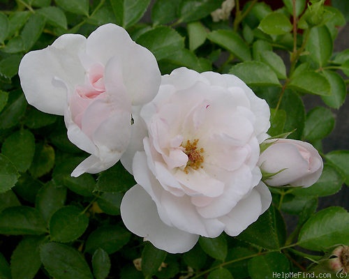 'Dominique Loiseau ™' rose photo